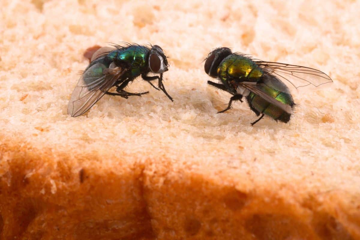 Ni insecticide ni piège